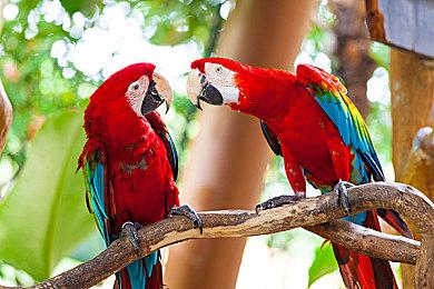 《匹诺曹的谎言》人物角色新情报：匹诺曹之父现身